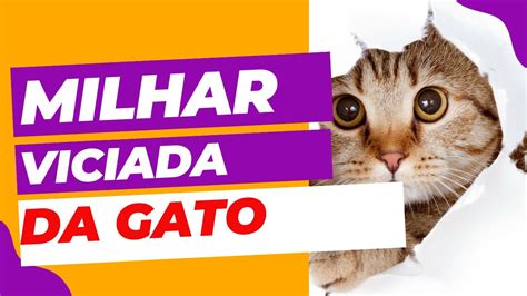 milhar de gato no jogo do bicho